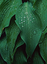 leaf-rain_npe