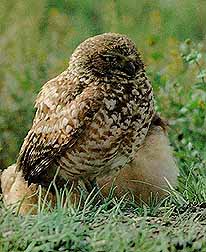 Burrowing Owl Photo